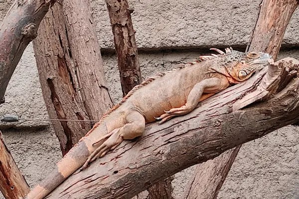 İzmir Büyükşehir Belediyesi İzmir Doğal Yaşam Parkı - Resim 19