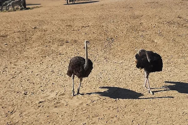 İzmir Büyükşehir Belediyesi İzmir Doğal Yaşam Parkı - Resim 5