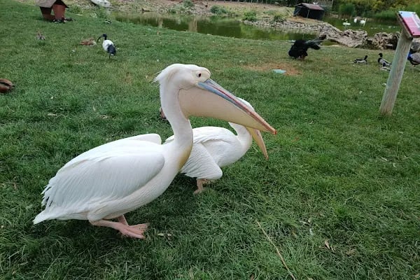 İzmir Büyükşehir Belediyesi İzmir Doğal Yaşam Parkı - Resim 9
