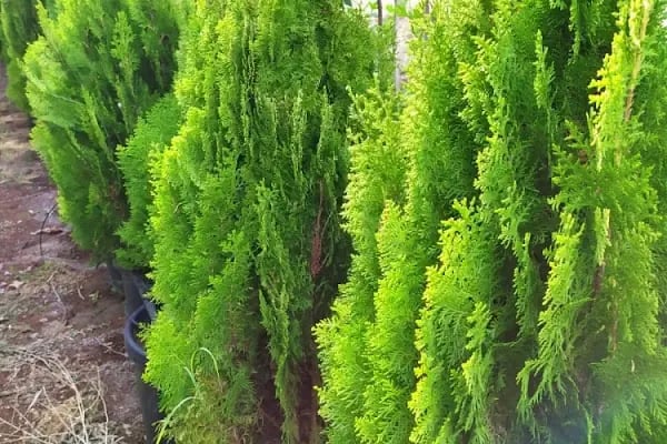 Hasbahçe Fidancılık Peyjaz İnş. Tar. Gıda San. Tic. Ltd. Şti. - Resim 15