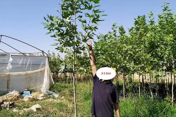 Hasbahçe Fidancılık Peyjaz İnş. Tar. Gıda San. Tic. Ltd. Şti. - Resim 13