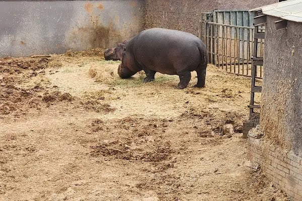 Hayvanat Bahçesi Zoo - Resim 19