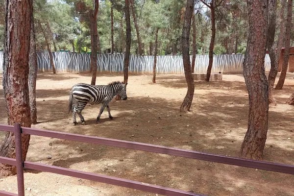 Hayvanat Bahçesi Zoo - Resim 10