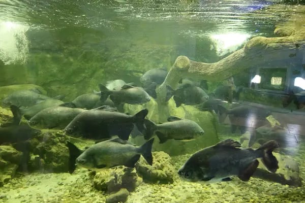 Hayvanat Bahçesi Zoo - Resim 13