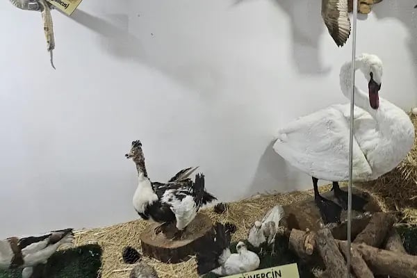 Hayvanat Bahçesi Zoo - Resim 14