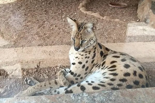 Hayvanat Bahçesi Zoo - Resim 17