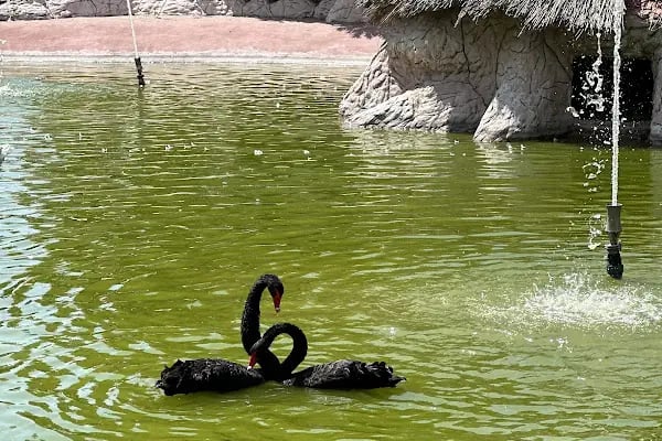 Hayvanat Bahçesi Zoo - Resim 16