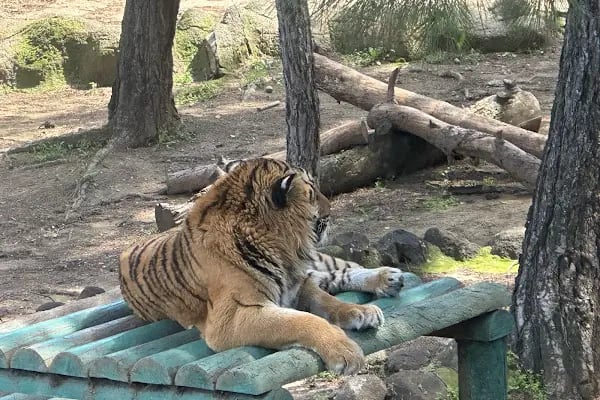 Hayvanat Bahçesi Zoo - Resim 11