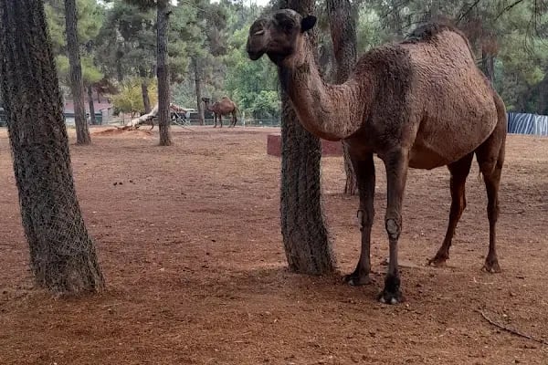 Hayvanat Bahçesi Zoo - Resim 20