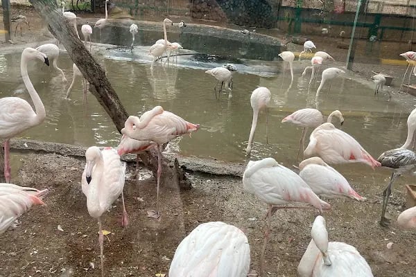Hayvanat Bahçesi Zoo - Resim 4