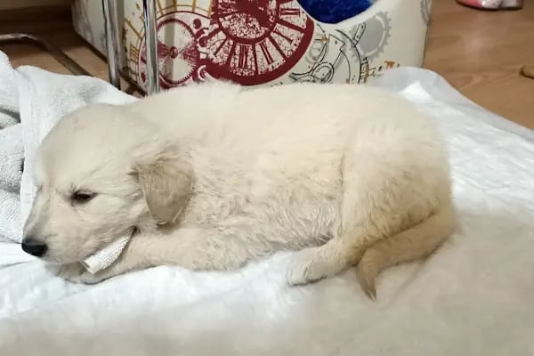BT Veteriner Kliniği - Resim 7