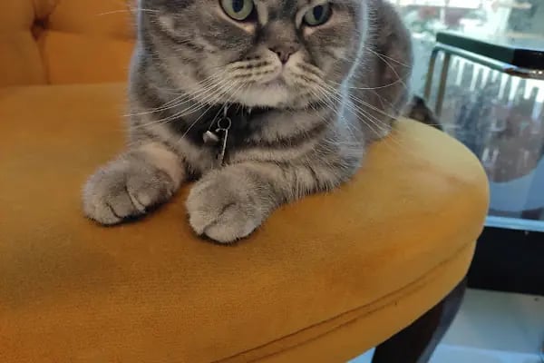BT Veteriner Kliniği - Resim 3