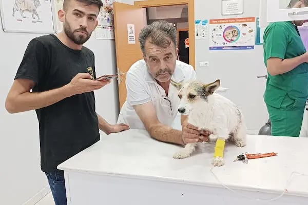 BT Veteriner Kliniği - Resim 4