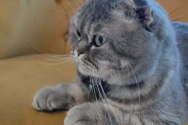 BT Veteriner Kliniği - Resim 8