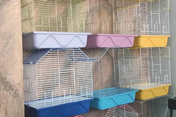 Çevik patiler petshop - Resim 5