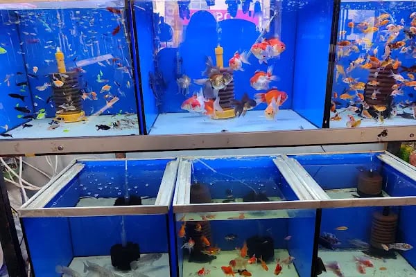 Çevik patiler petshop - Resim 13