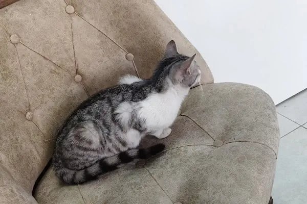 Uludağ Veteriner Kliniği | 7/24 Acil Veteriner | Bursa Veteriner | Nöbetçi Veteriner | Osmangazi Veteriner - Resim 6