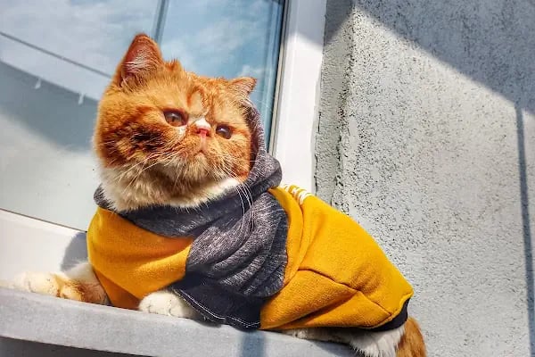 Uludağ Veteriner Kliniği | 7/24 Acil Veteriner | Bursa Veteriner | Nöbetçi Veteriner | Osmangazi Veteriner - Resim 5