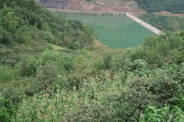 Ağaçlı - Resim 6