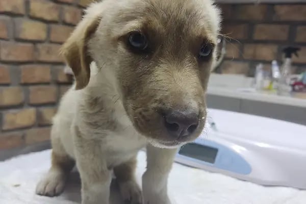 Bosna Falvara Veteriner Kliniği - Resim 9