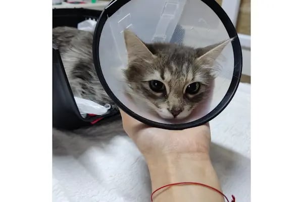 Bosna Falvara Veteriner Kliniği - Resim 1