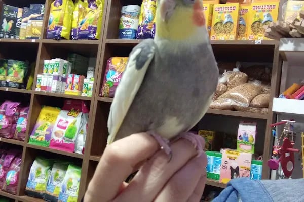 Naz petshop - Resim 4