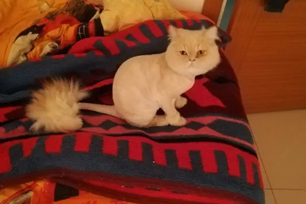 Penguen Veteriner Kliniği (Mahmutlar) - Resim 19