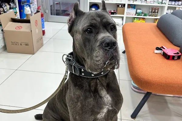 Penguen Veteriner Kliniği (Mahmutlar) - Resim 16