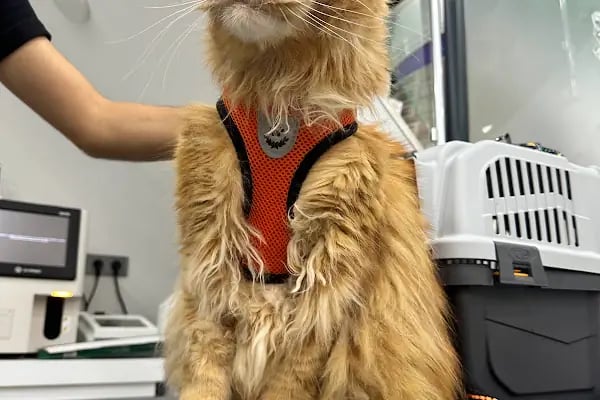 Penguen Veteriner Kliniği (Mahmutlar) - Resim 8