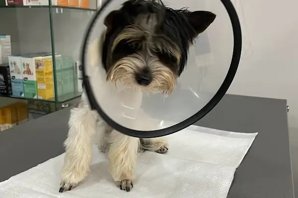 Penguen Veteriner Kliniği (Mahmutlar) - Resim 15