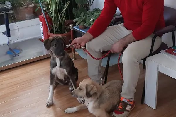 Focus Veteriner Kliniği - Resim 2