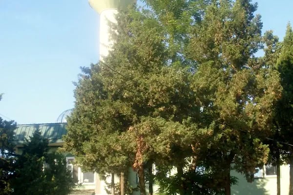 Dursunköy Cami - Resim 3