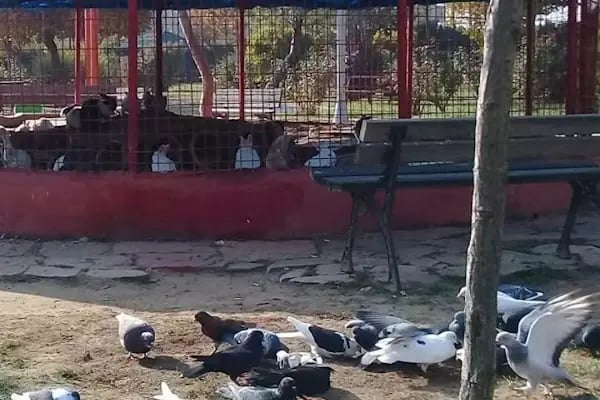 Rasim ergene çay bahçesi, bilardo salonu ve eğlence merkezi - Resim 7