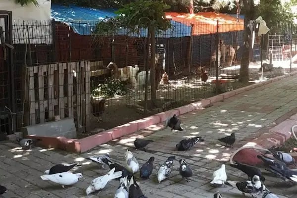 Rasim ergene çay bahçesi, bilardo salonu ve eğlence merkezi - Resim 14
