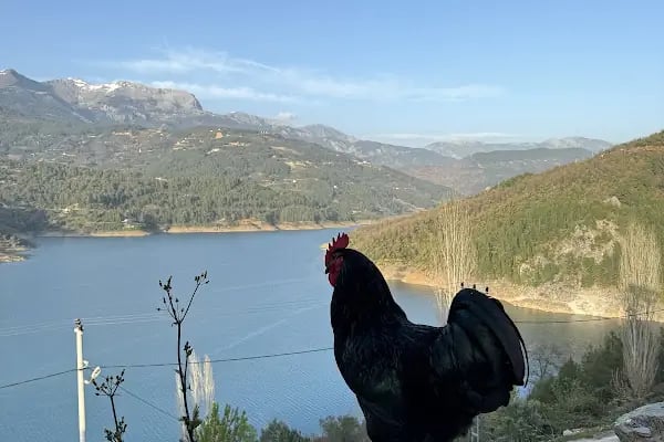 MANAR BUNGALOV - Resim 9