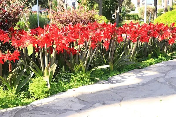 Alanya Belediyesi Kedi Parkı - Resim 16