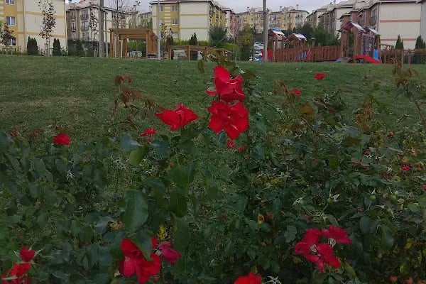 Armina Evleri Sitesi - Resim 13