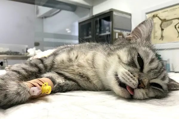 ŞirinVet Pet ve Kuş Veteriner Kliniği Bahçelievler - Resim 14