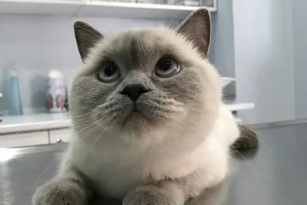 ŞirinVet Pet ve Kuş Veteriner Kliniği Bahçelievler - Resim 20