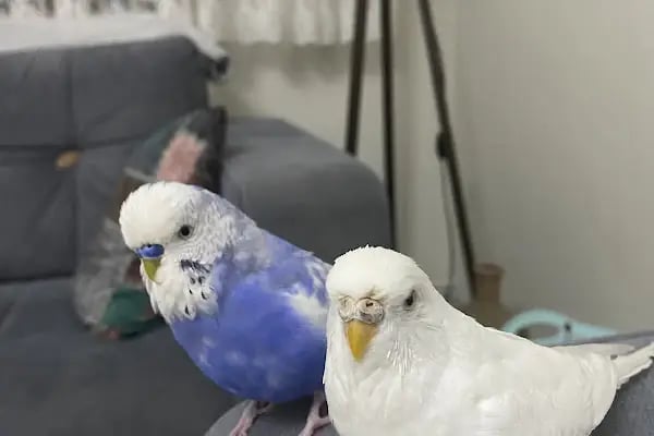 ŞirinVet Pet ve Kuş Veteriner Kliniği Bahçelievler - Resim 9