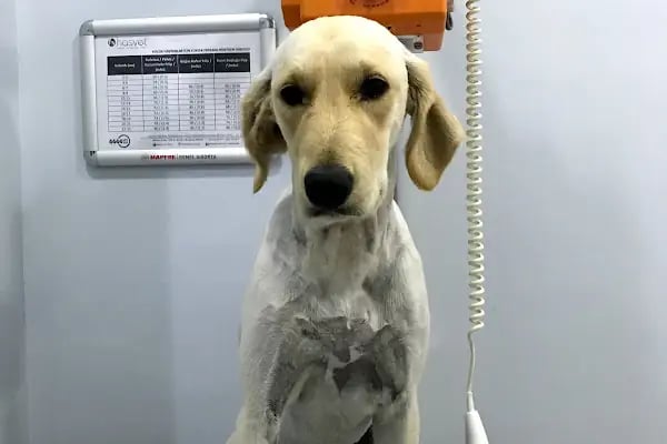 ŞirinVet Pet ve Kuş Veteriner Kliniği Bahçelievler - Resim 19