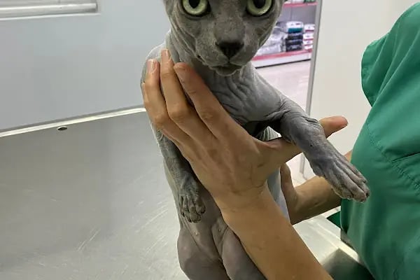 ŞirinVet Pet ve Kuş Veteriner Kliniği Bahçelievler - Resim 16