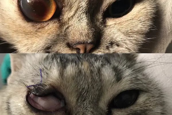 ŞirinVet Pet ve Kuş Veteriner Kliniği Bahçelievler - Resim 13