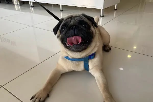 ŞirinVet Pet ve Kuş Veteriner Kliniği Bahçelievler - Resim 11
