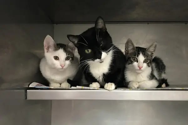 ŞirinVet Pet ve Kuş Veteriner Kliniği Bahçelievler - Resim 3