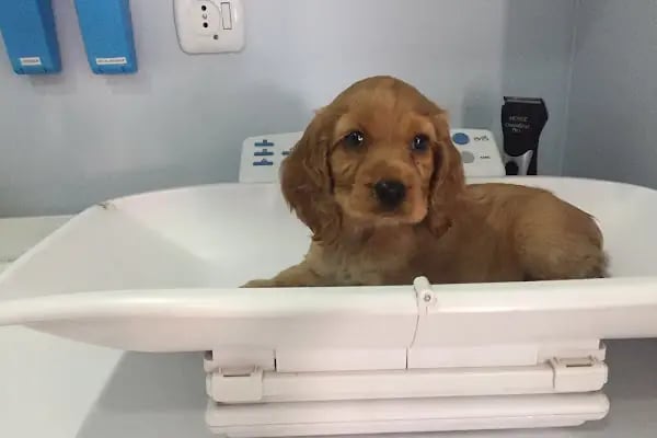 ŞirinVet Pet ve Kuş Veteriner Kliniği Bahçelievler - Resim 17