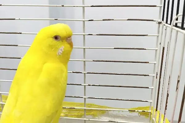 ŞirinVet Pet ve Kuş Veteriner Kliniği Bahçelievler - Resim 4