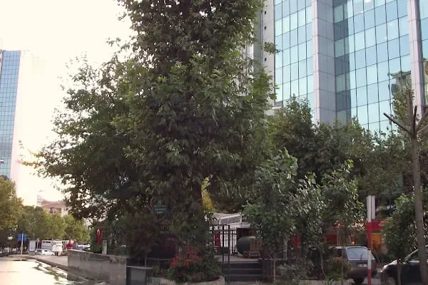 Ali Gazi Baba Türbesi - Resim 4