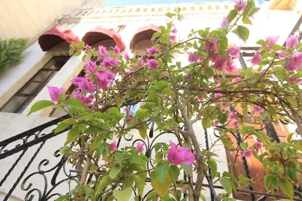 Palmyra Hotel - Resim 17
