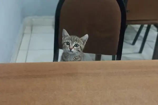 Ali Ustanın Yeri köfte piyaz - Resim 16